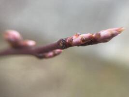 mini cuffie su alberi è cresciuto nel primavera foto