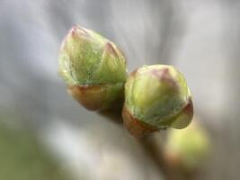 mini cuffie su alberi è cresciuto nel primavera foto