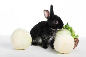 carino nero coniglio mangia cavolo su un' bianca isolato sfondo foto