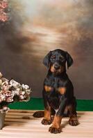 carino doberman cucciolo seduta su un' di legno scatola vicino il fiori, con copia spazio foto