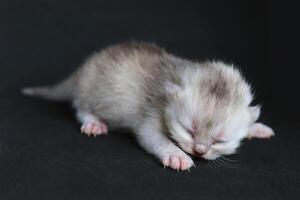 neonato gattino su il nero sfondo foto