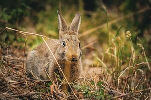 curioso coniglio nel il campo foto