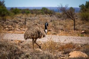 curioso emu vagare nel il entroterra terre selvagge foto