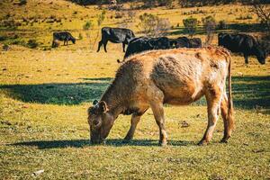 campo alimentazione uno foto