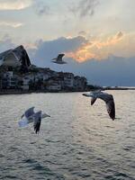 gabbiano volante vicino il principi' isole a tramonto, tacchino foto