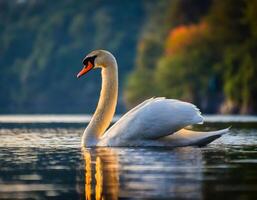 cigno con riflessione su acqua foto