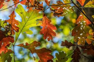 retroilluminato le foglie nel autunno foto