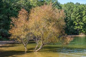 alberi sommerso nel il lago foto