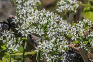 bianca allium o ornamentale cipolla pianta foto