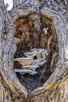 fungo in crescita dentro un' albero foto