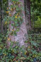 veleno edera vite in crescita su un' albero foto