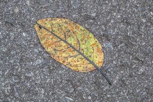 colorato foglia piatto su il asfalto foto