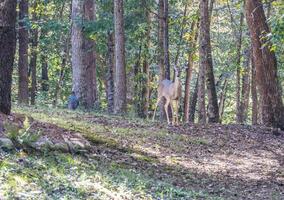 cervo e un' selvaggio tacchino nel il boschi foto