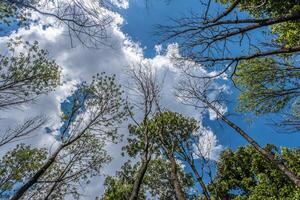 guardare su attraverso il alberi foto