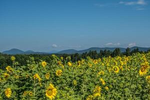 girasole campo nel il montagne foto