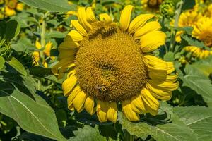 girasole con un' ape raccolta polline foto