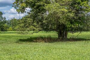 grande vecchio albero nel il campo parziale Visualizza foto