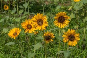 piccolo varietà di girasoli foto