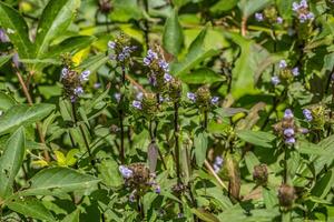 sfinge falena su un' fiore foto