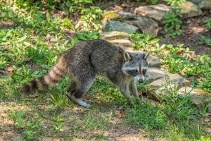 procione guardare per cibo foto