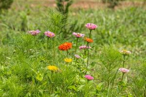 zinnie fioritura nel un' campo foto