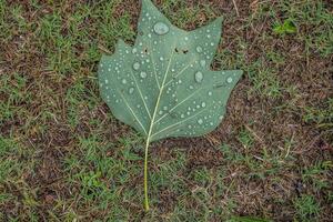 gocce d'acqua su una foglia foto