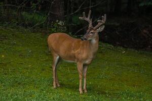 maschio cervo un' secchio in posa foto