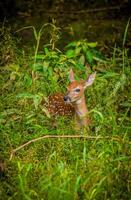 cerbiatto nel il foresta foto