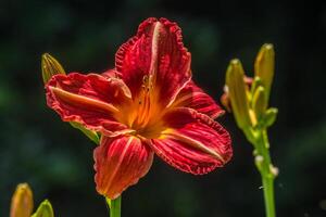 scarlatto rosso daylily avvicinamento foto