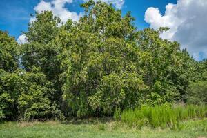 meridionale sigaro o catalpa albero foto