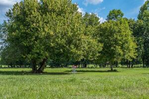 disco golf cestino nel un' campo foto