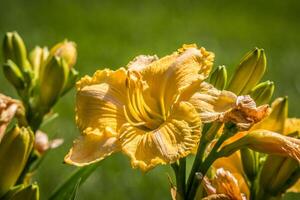 luminosa giallo daylily avvicinamento foto