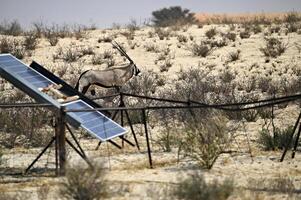 solare pannello nel a distanza Africa con un orice antilope nel il sfondo foto