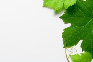 frondoso eleganza uva le foglie adornano bianca carta modello, un' delicato fusione di della natura fascino su Schermo foto