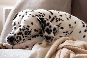 il bellezza di un' addormentato dalmata, un' immagine di serenità e tranquillo, calmo sonno in mezzo macchie di bellezza foto