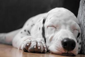 il bellezza di un' addormentato dalmata, un' immagine di serenità e tranquillo, calmo sonno in mezzo macchie di bellezza foto