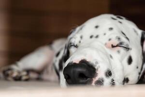 il bellezza di un' addormentato dalmata, un' immagine di serenità e tranquillo, calmo sonno in mezzo macchie di bellezza foto