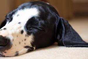 il bellezza di un' addormentato dalmata, un' immagine di serenità e tranquillo, calmo sonno in mezzo macchie di bellezza foto