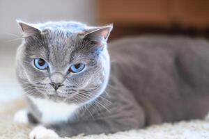 Abbracciare una persona il bellezza di un' bellissimo carino baffuto fascino Scozzese piega, dove giocoso eleganza e accattivante barba combinare nel un' travolgente ritratto di felino delizia, portando gioia per ogni cuore foto