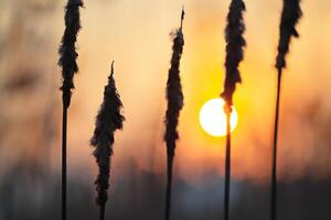 tramonto fioritura canna fiori crogiolarsi nel il radiante splendore di il sera sole, la creazione di un' spettacolare arazzo di della natura effimero bellezza nel il tranquillo crepuscolo cielo foto