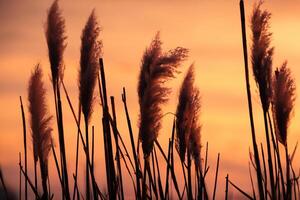 tramonto fioritura canna fiori crogiolarsi nel il radiante splendore di il sera sole, la creazione di un' spettacolare arazzo di della natura effimero bellezza nel il tranquillo crepuscolo cielo foto