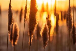 tramonto fioritura canna fiori crogiolarsi nel il radiante splendore di il sera sole, la creazione di un' spettacolare arazzo di della natura effimero bellezza nel il tranquillo crepuscolo cielo foto