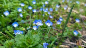 blu fiori su prato, molla, fiorire foto