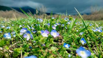 blu fiori su prato, molla, fiorire foto