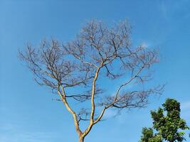 Basso angolo Visualizza di spoglio albero contro blu cielo foto