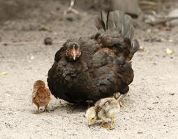 pollo con giovane quelli foto