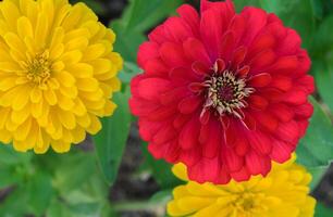 rosso e giallo zinnia elegans fiore foto