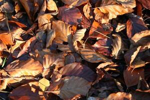 Marrone le foglie nel il autunno foto
