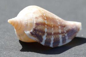 bellissimo tropicale conchiglia foto