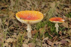 volare agarico un' bellissimo fungo velenoso foto